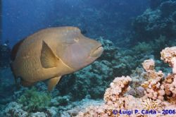 Big Napoleon at Ras Mohammed, Sharm El Sheikh. Canon eos ... by Luigi Carta 
